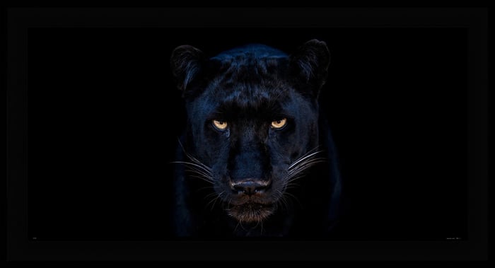 The Black Panther Club by David Yarrow – Fine art photograph of a black panther taken in Dinokeng, South Africa, 2025