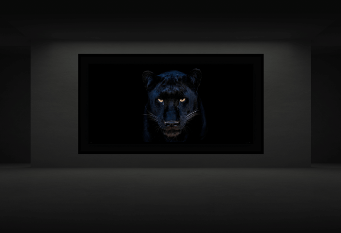 The Black Panther Club by David Yarrow – Fine art photograph of a black panther taken in Dinokeng, South Africa, 2025