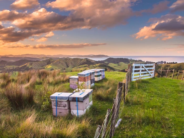 Sustainable Beekeeping
