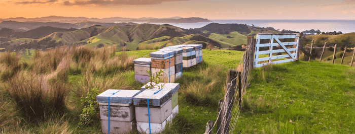 Honey Nature’s Energy Food