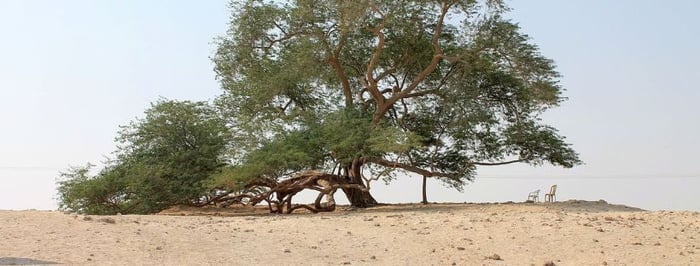 Mesquite, a tasty and healthy seasoning