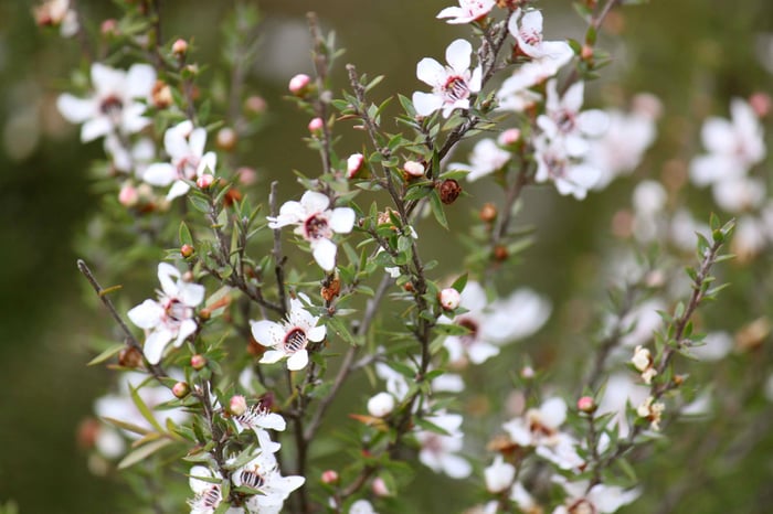 Manuka Honey - Everything You Need to Know!