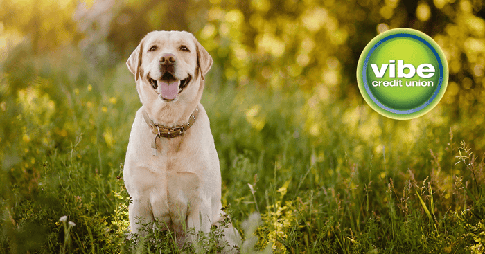 How can I save money on pet costs?