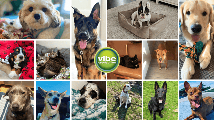 The Basics of Pet Insurance Plans