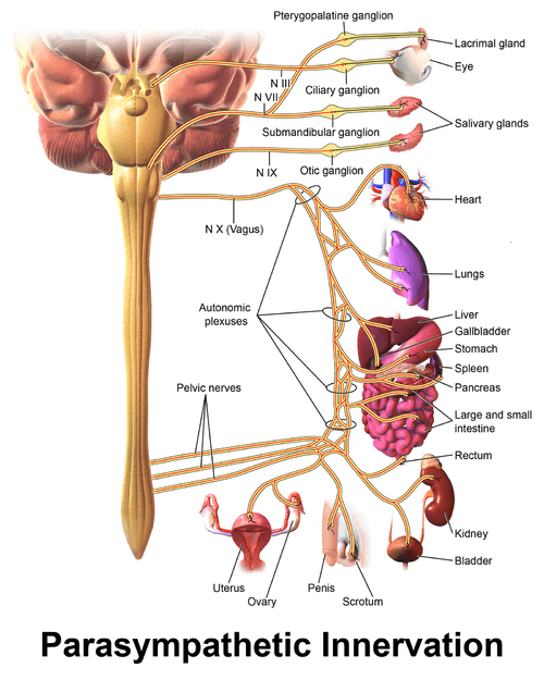 Vagus nerve sound healing benefits 
