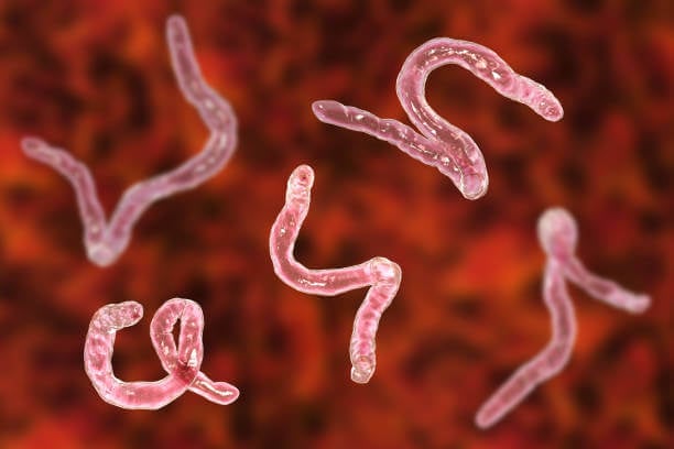 Is Teeth Grinding Associated with Parasites?