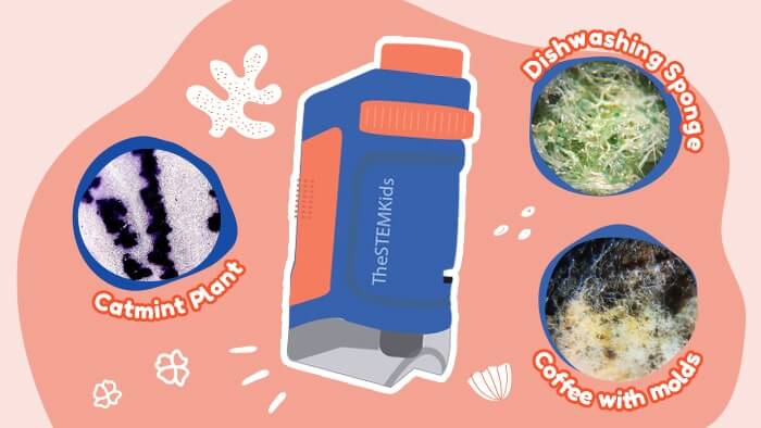 12 Exciting Things to See Under the STEMscope (with videos!)