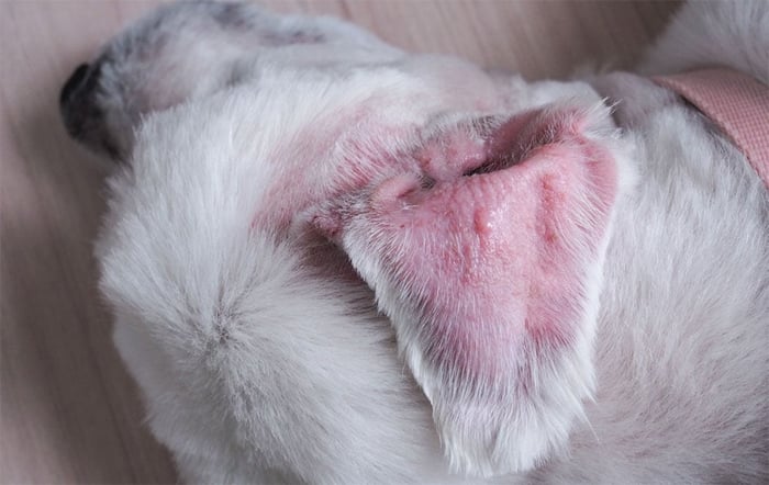 Aural Hematoma in Dog