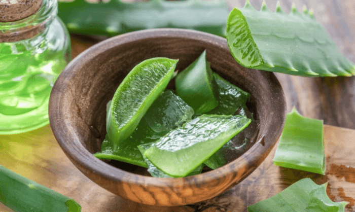 Aloe, la pianta dalla lunga storia e dai molti usi