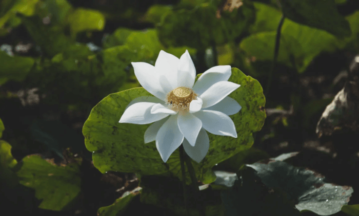 Cos’è l’Ayurveda?