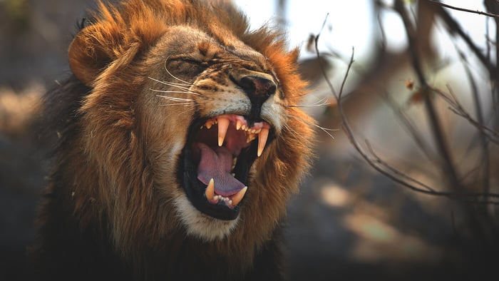 5 Amazing Lion Facts To Celebrate World Lion Day