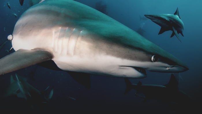 Fun Facts About the Majestic Shark