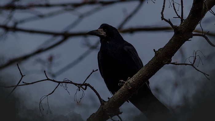 Five Fun Facts About the Raven