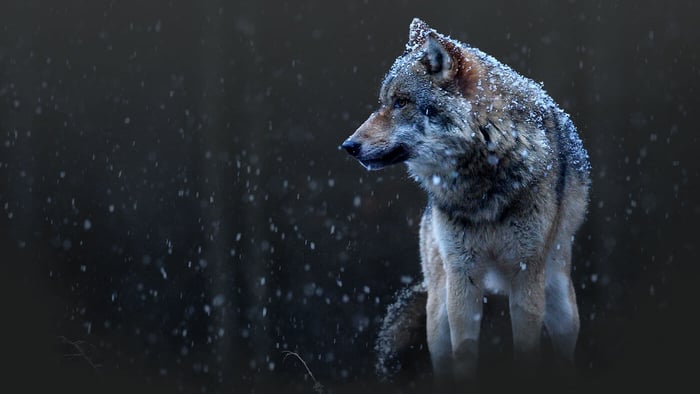 5 Cool Facts About Wolves And Why We Love Them