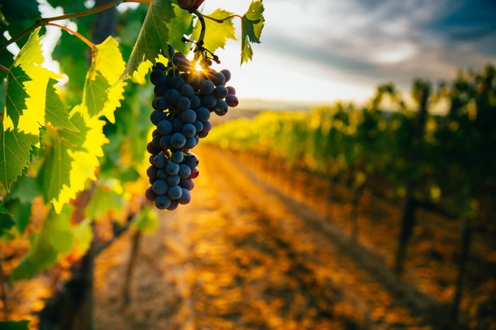 How is Wine Made? From Vine to Vino
