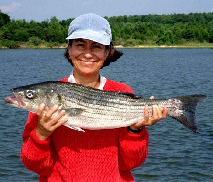 Woman holding a striped bass in the boat
