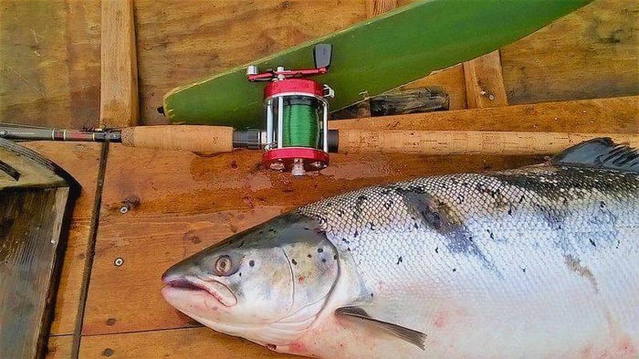 ABU GARCIA Ambassadeur Series Product Review