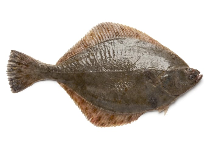 Flounder Rigs for Live Bait: Tips for Successful Fishing