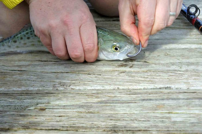 Essential Live Bait Rigs for Saltwater: Top Picks and Common Mistakes