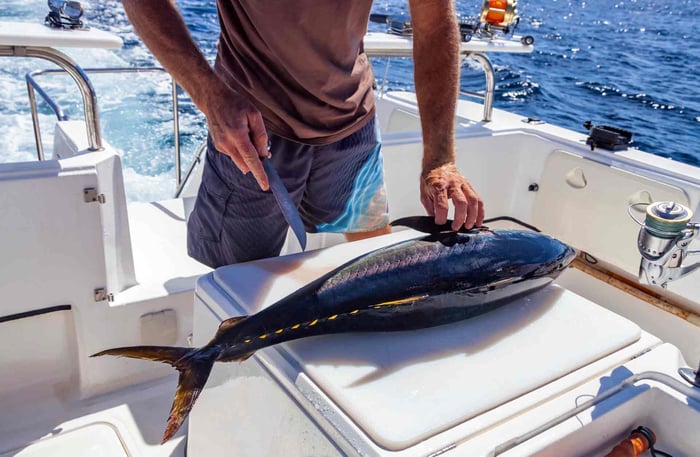 A fisherman on a boat handling a large tuna on a cutting board, preparing the fish for bleeding and cleaning immediately after catching.