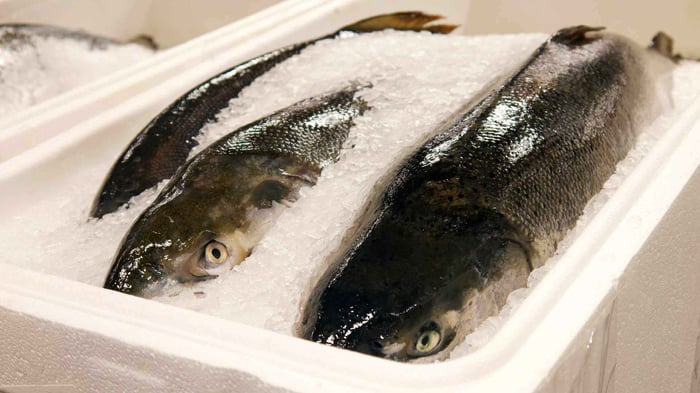 How Long Are Fish Good For After Catching Without Ice
