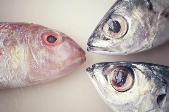 Three fresh fish heads arranged in a circular pattern, showcasing the freshness and clarity of the fish eyes.