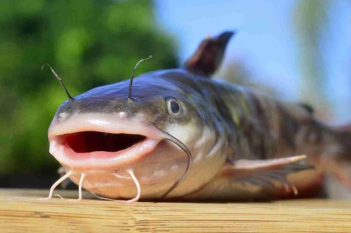 Close-up of a catfish with open mouth and visible whiskers on a wooden surface.