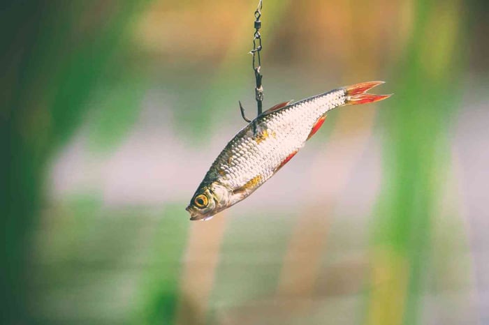 Caught fish in hands with hooks 
