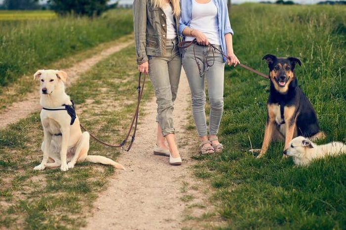 Hundebegegnungen - Tipps zur Stressvermeidung