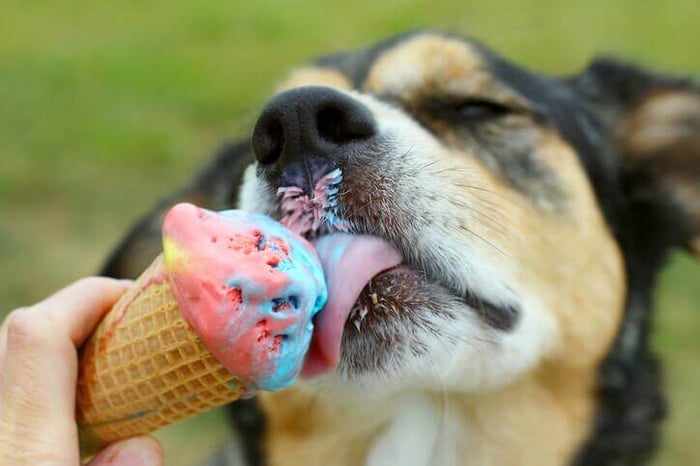 3 kühle Leckereien für Hunde - Abkühlung garantiert