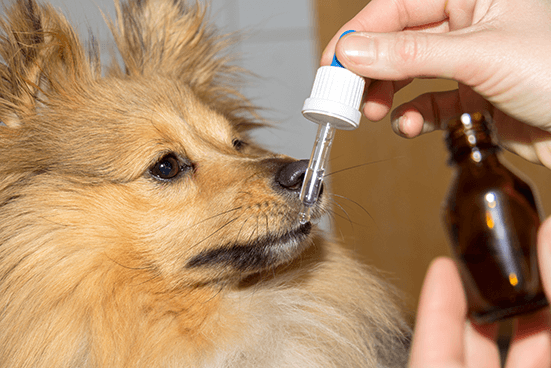 CBD Öl - gut für Hunde und Katzen?