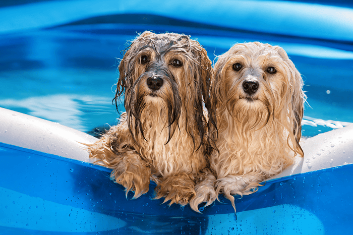 Hunde und die Hitze - die Abkühlung