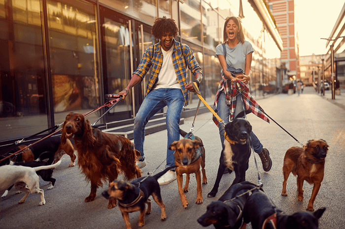 Welche Leine eignet sich am besten für meinen Hund?