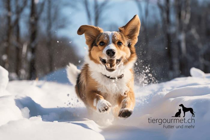 Hunde im Winter - was ist zu beachten?