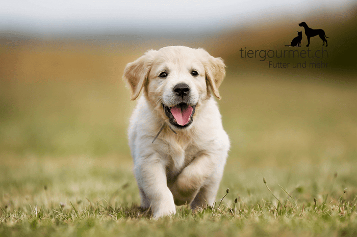 Was man beachten sollte, bevor man sich einen Hund zulegt