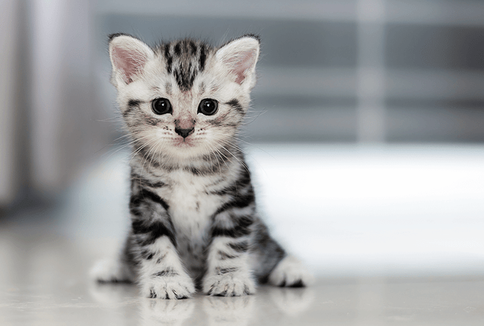 Wir bekommen Katzen - welche Vorbereitungen sind notwendig?