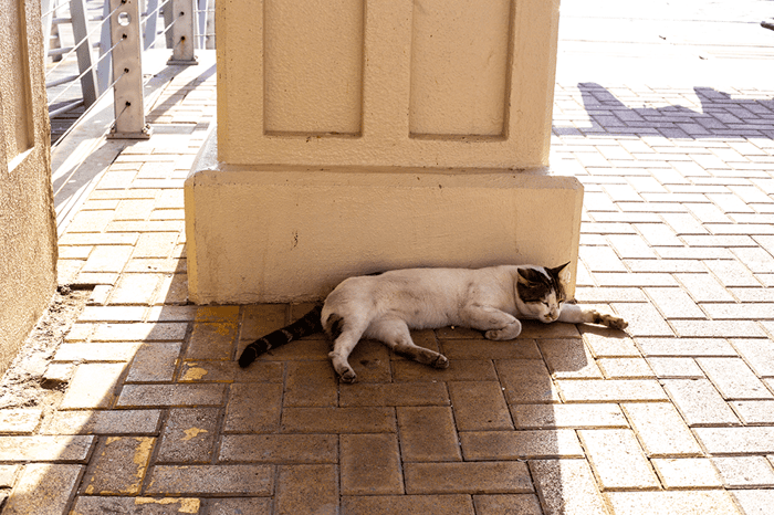 Katzen - Abkühlung bei grosser Hitze