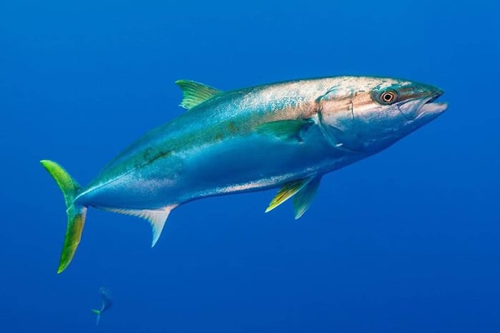 Kingfish Fishing Basics
