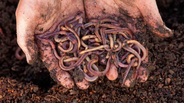 Mustard Powder To Catch Worms