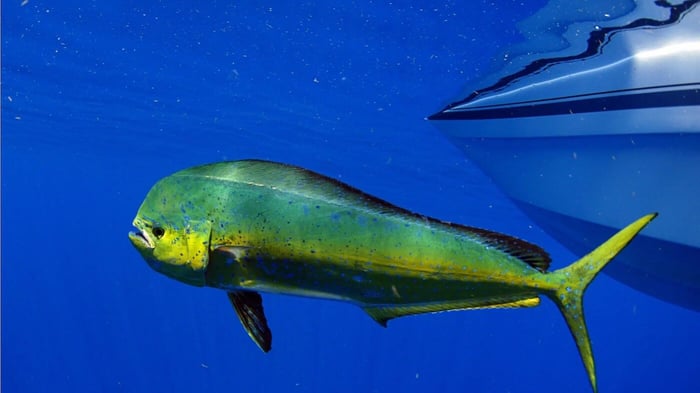 Finding Mahi Mahi (Dolphin Fish)