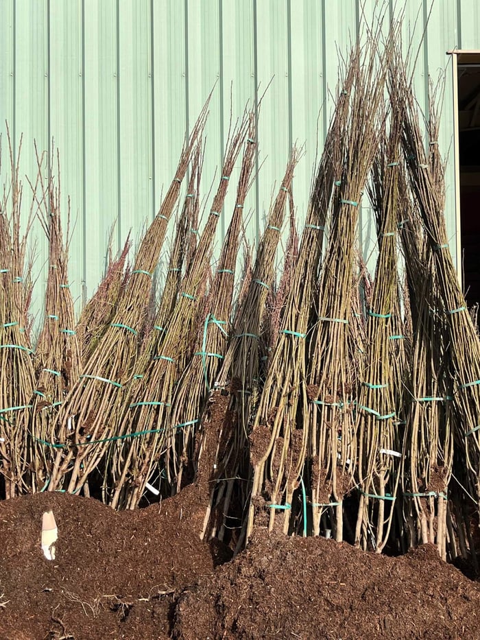 bare root fruit trees 