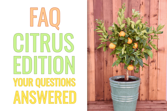 Your Questions Answered About Growing Citrus Trees
