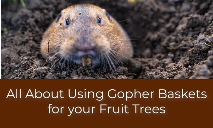 All About Using Gopher Baskets for your Fruit Trees