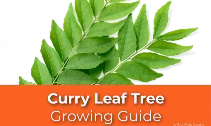 A Curry Leaf Tree Growing Guide
