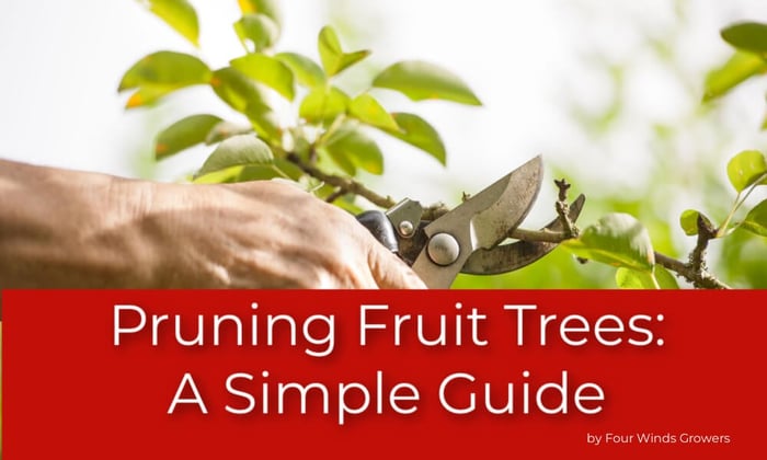 Pruning Fruit Trees: A Simple Guide