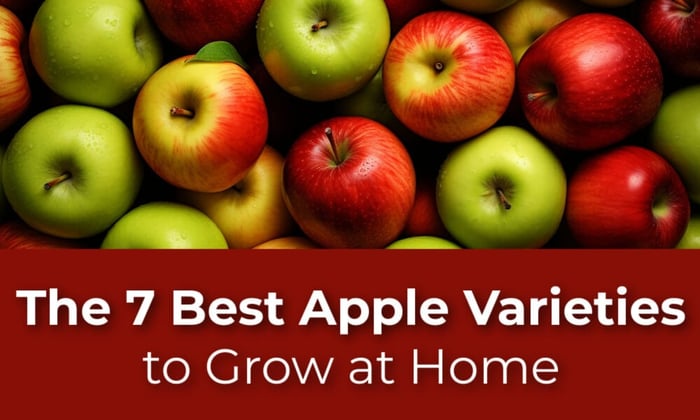 The 7 Best Apple Varieties To Grow at Home