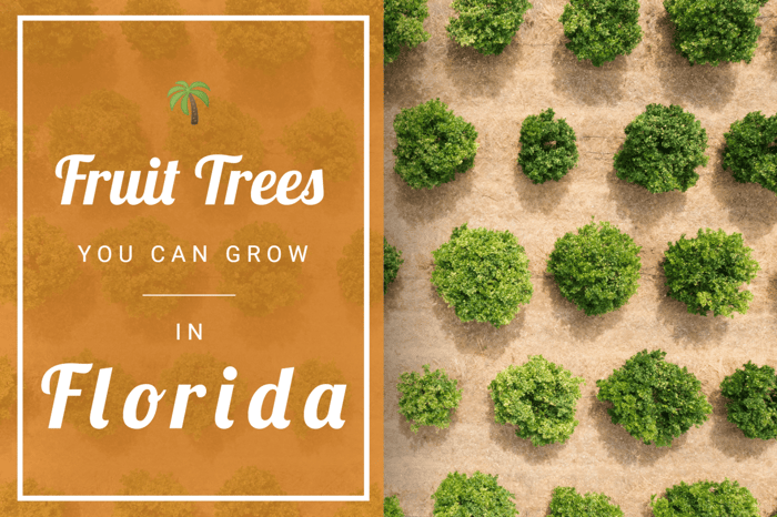 Florida: Fruit Tree Growing Guide
