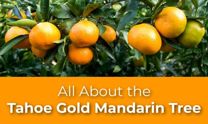 All About The Tahoe Gold Mandarin Tree