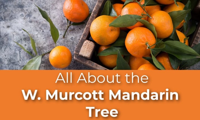 All About the W. Murcott Mandarin Tree