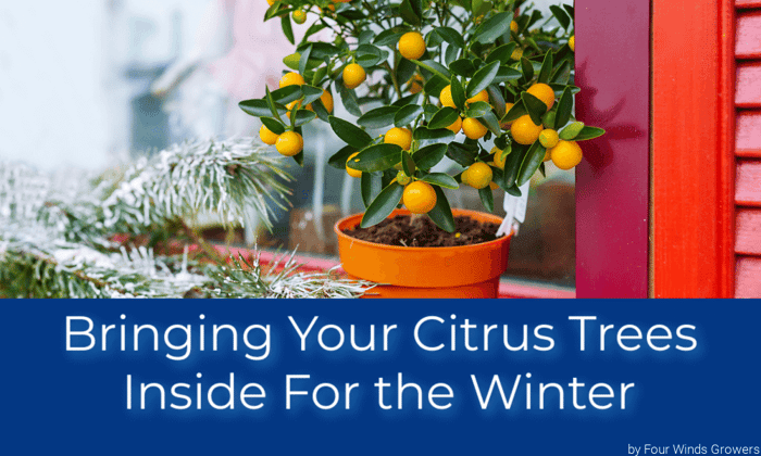 Bringing Your Citrus Trees Inside for the Winter